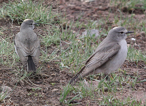 Ochre-naped ground tyrant